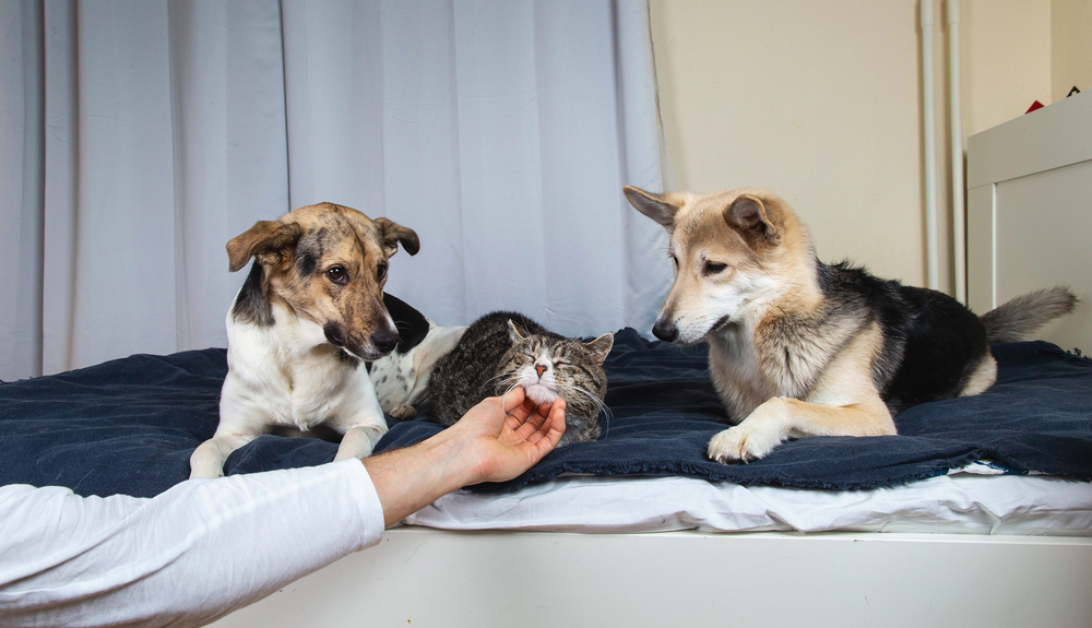 CropManHandPettingSleepingOnBedCatAndJealous - welltica.dk - Vejen til et bedre liv