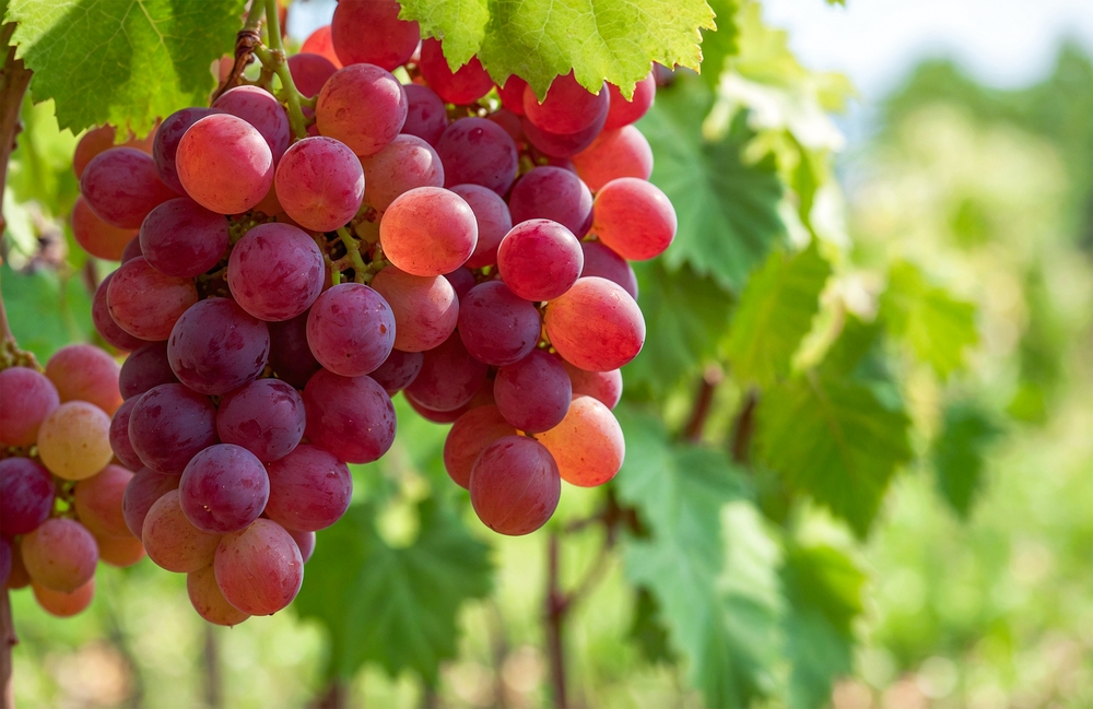 AVibrantBunchOfRedGrapesHangingFromAVine - welltica.dk - Vejen til et bedre liv