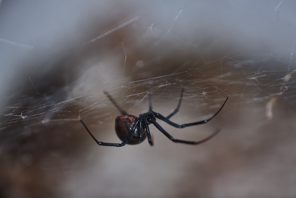 TheGenusLatrodectusIncludes22BlackWidowSpeciesDistributedIn - welltica.dk - Vejen til et bedre liv