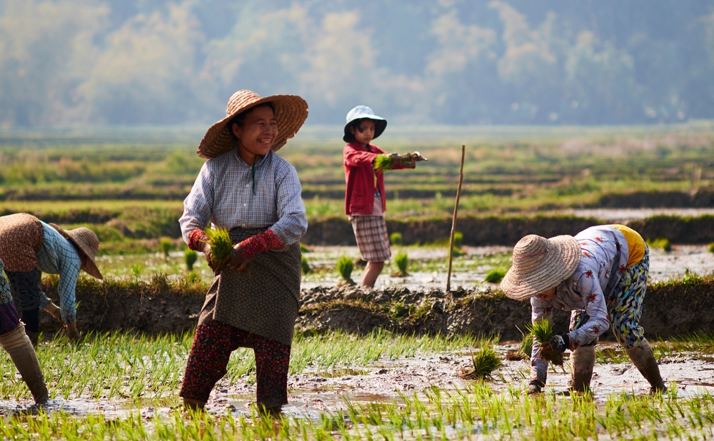 WomenWorkOnAPaddyFieldNearMaingThaukIn - welltica.dk - Vejen til et bedre liv