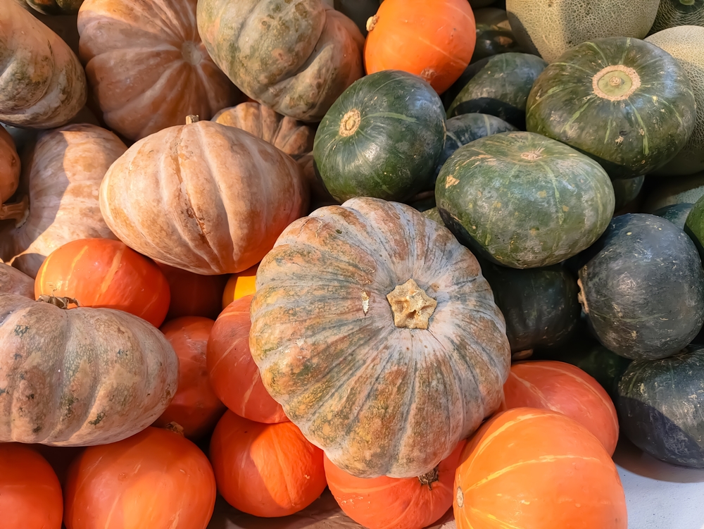 VariousTypeOfPumpkinsPileOfPumpkinInTheSupermarket - welltica.dk - Vejen til et bedre liv