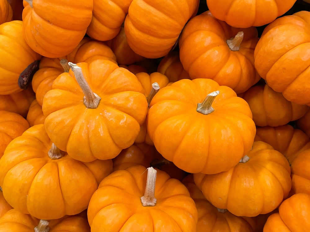 TinyHalloweenPumpkinsInASuperMarketJackBeLittle - welltica.dk - Vejen til et bedre liv